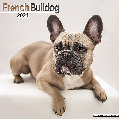 French Bulldog Calendar 2024 (Square)